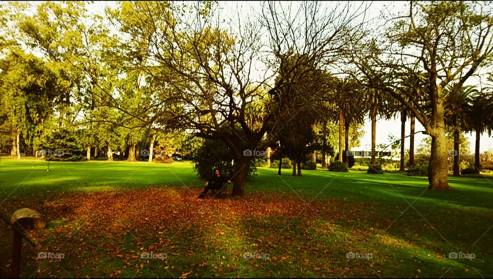 Tree, Landscape, Park, Fall, No Person