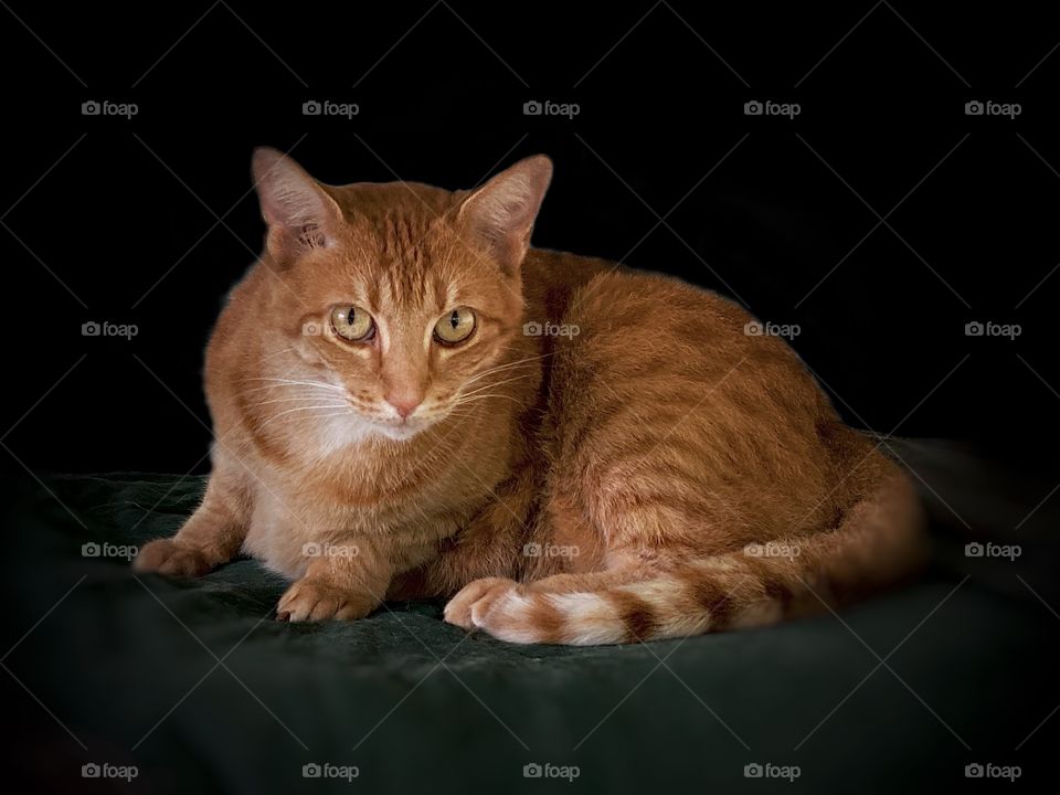 Nervous Little Fellow (a friend’s outdoor cat)