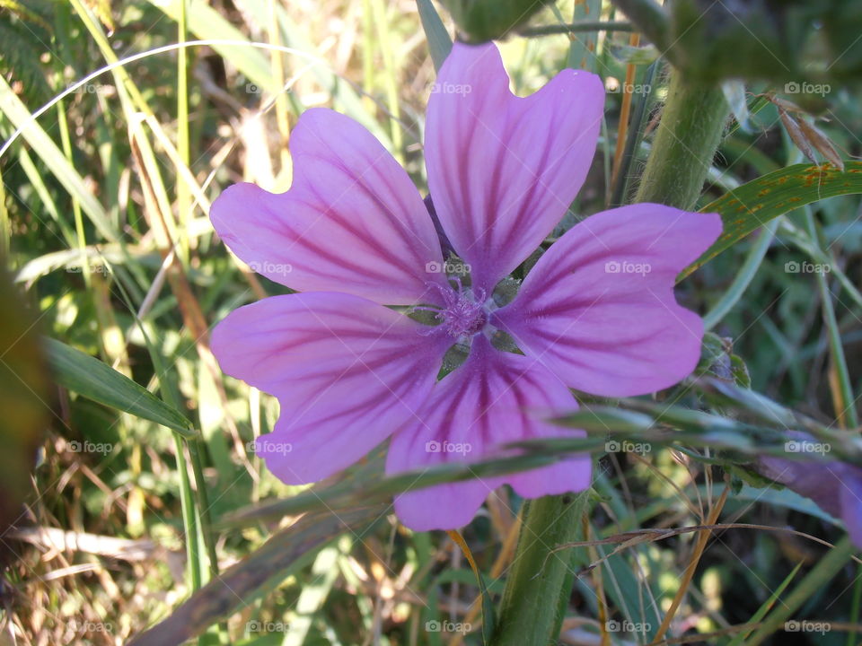 A Purple Crane's Bill Flower