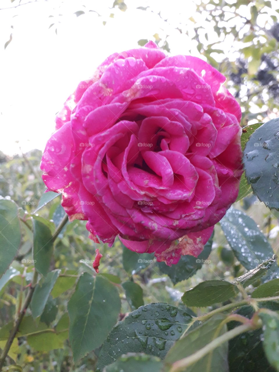 pink rose after rain