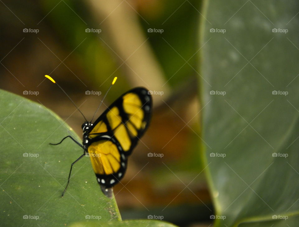 Beautiful yellow butterfly 