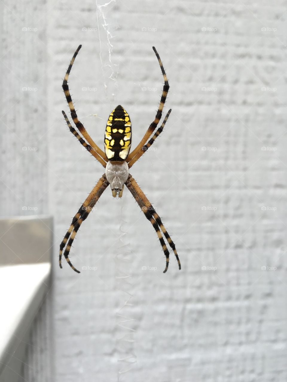 Yellow garden spider