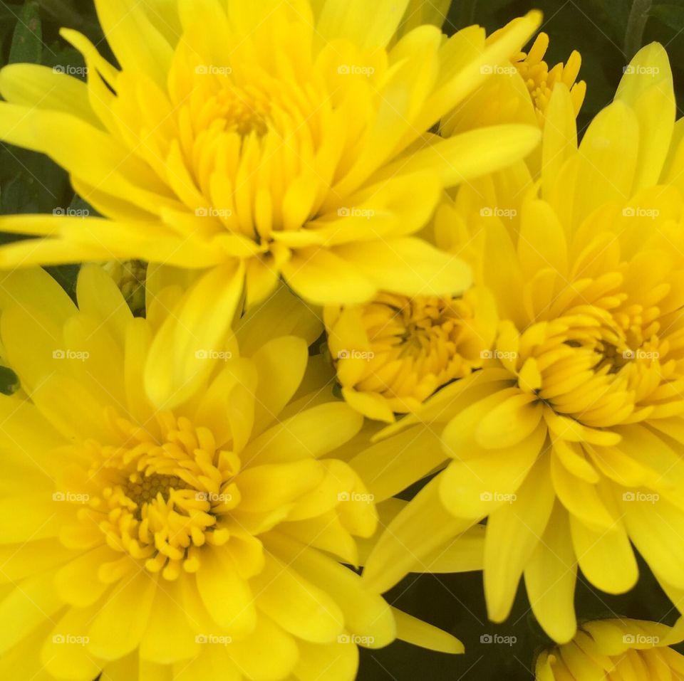 Yellow Flowers