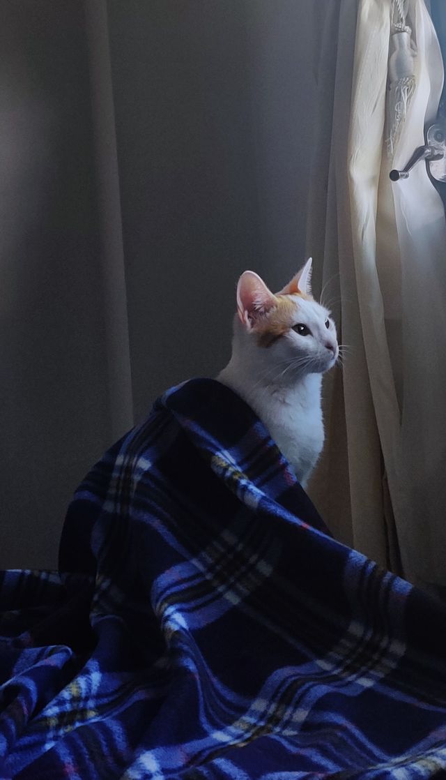 I can see trough your eyes cat