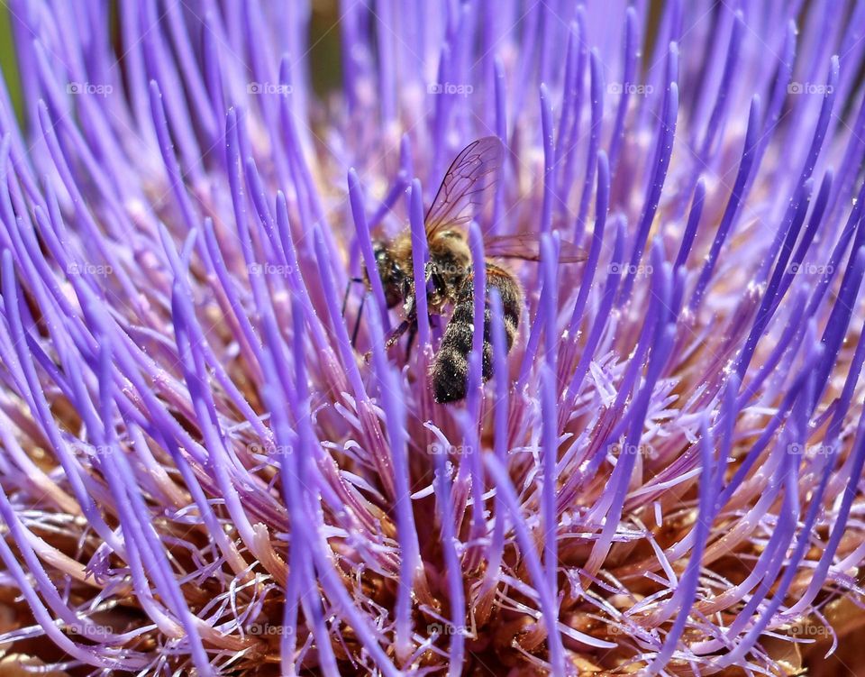 Bee collecting pollen from flower 