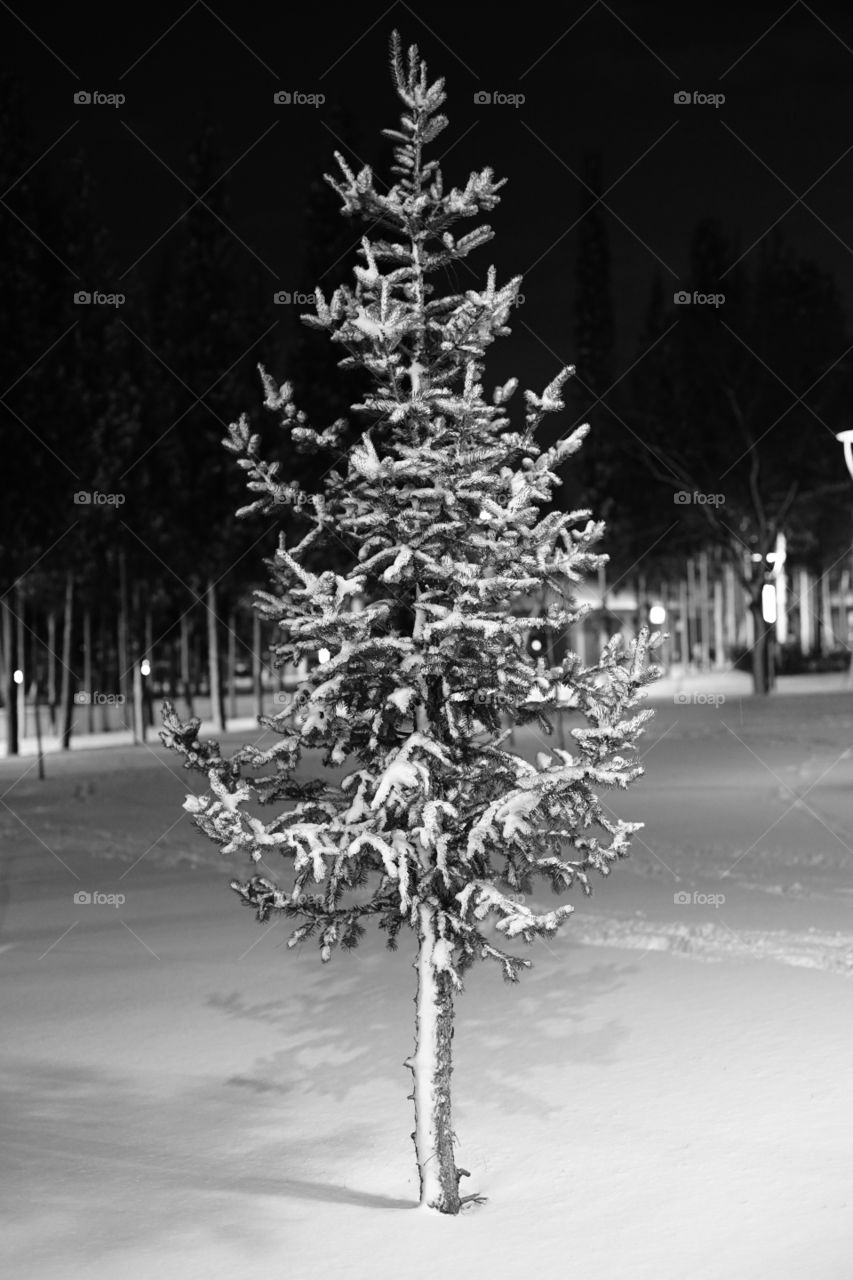 Lonely pine tree black and white 