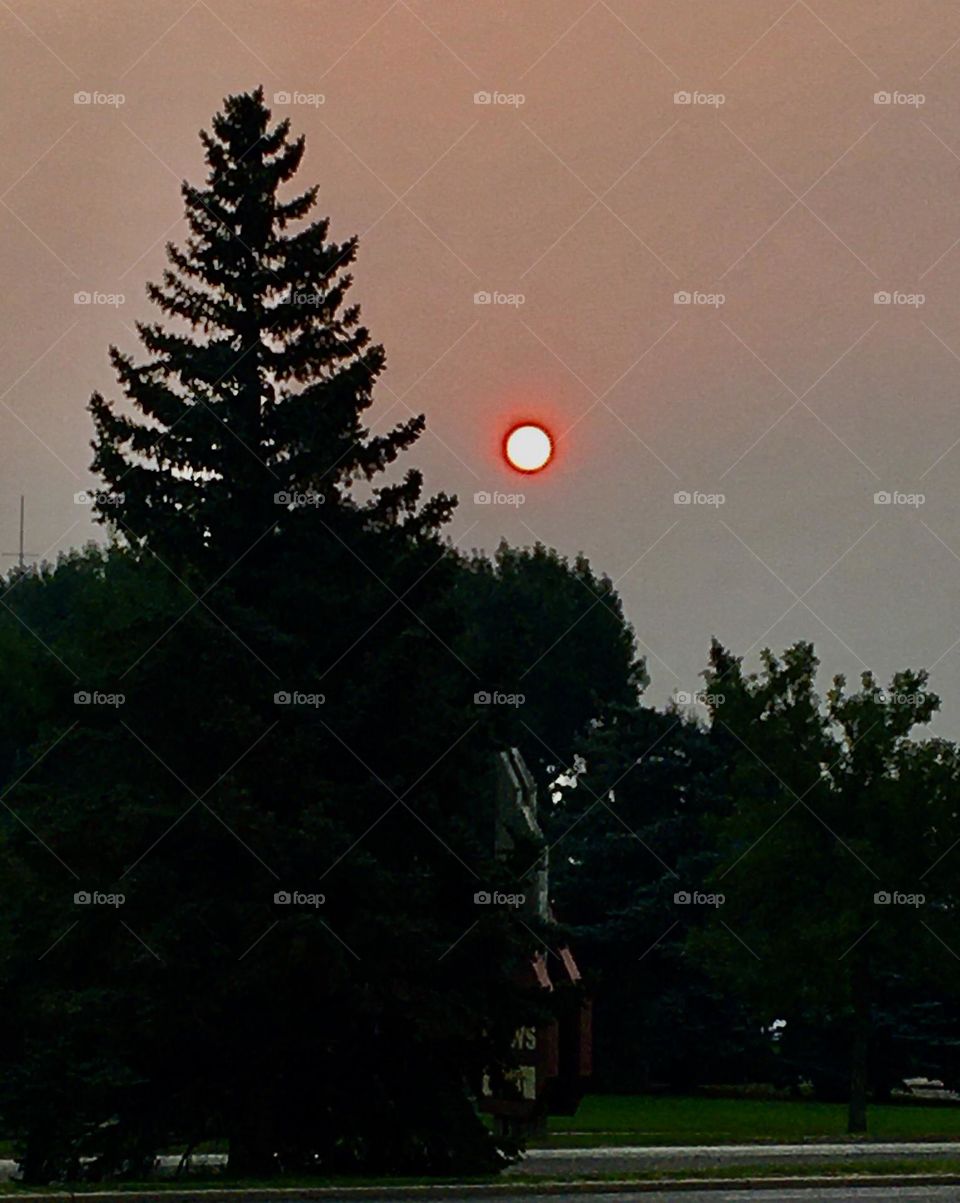 Beautiful harvest full moon rising over the treetops 