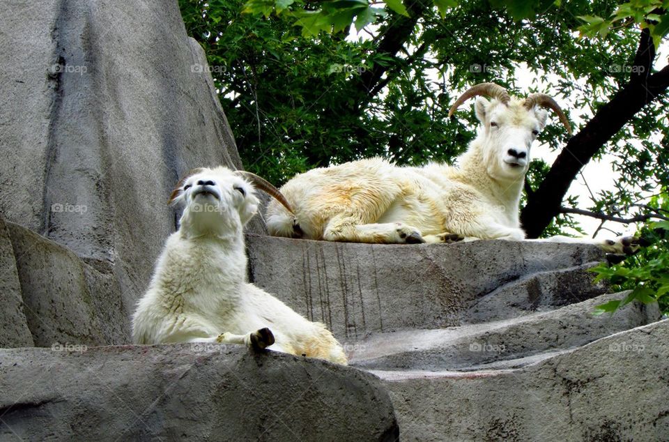 Mountain Goats