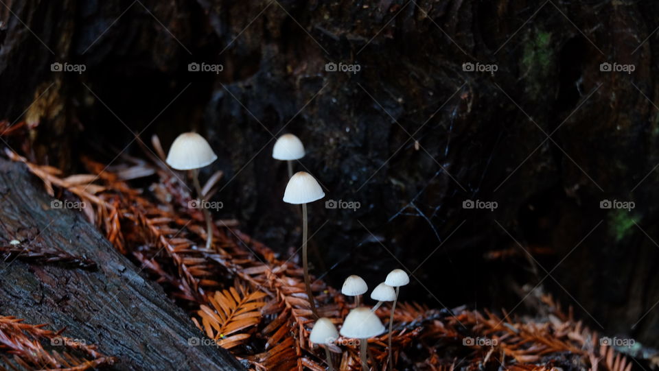 Mushrooms on forest floor