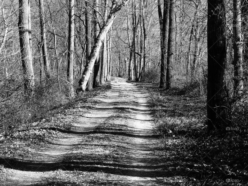 Spooky Woods.  Black & White photo on C&O Canal towpath near Snyder's Landing, MD