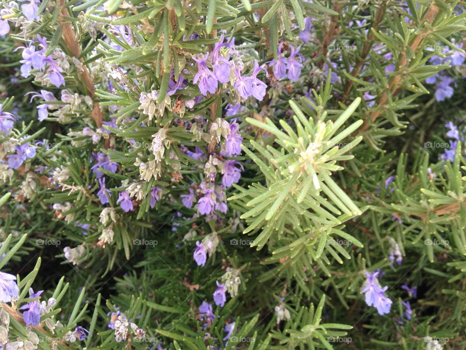 Purple flowers at spring semester in Amman city 