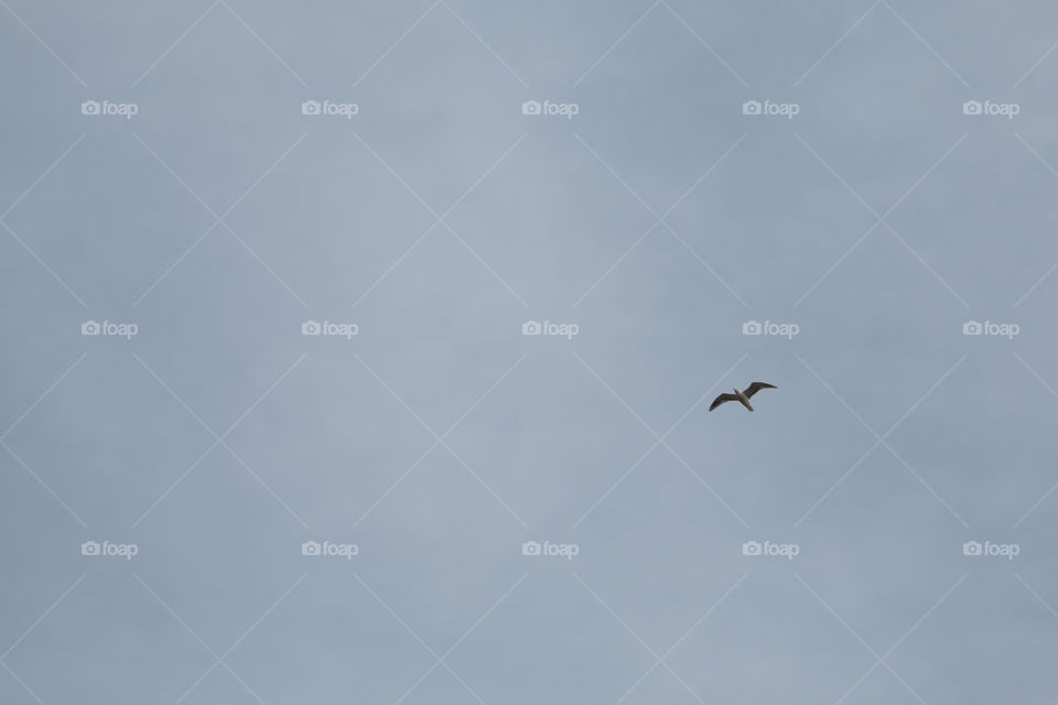 Bird, Sky, Flight, Nature, Outdoors