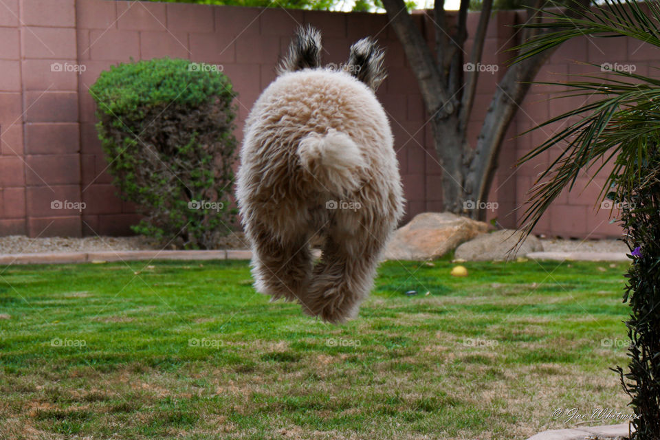 Our wheaten terrier runs away and jumps joyfully, resembling a small bear or bunny