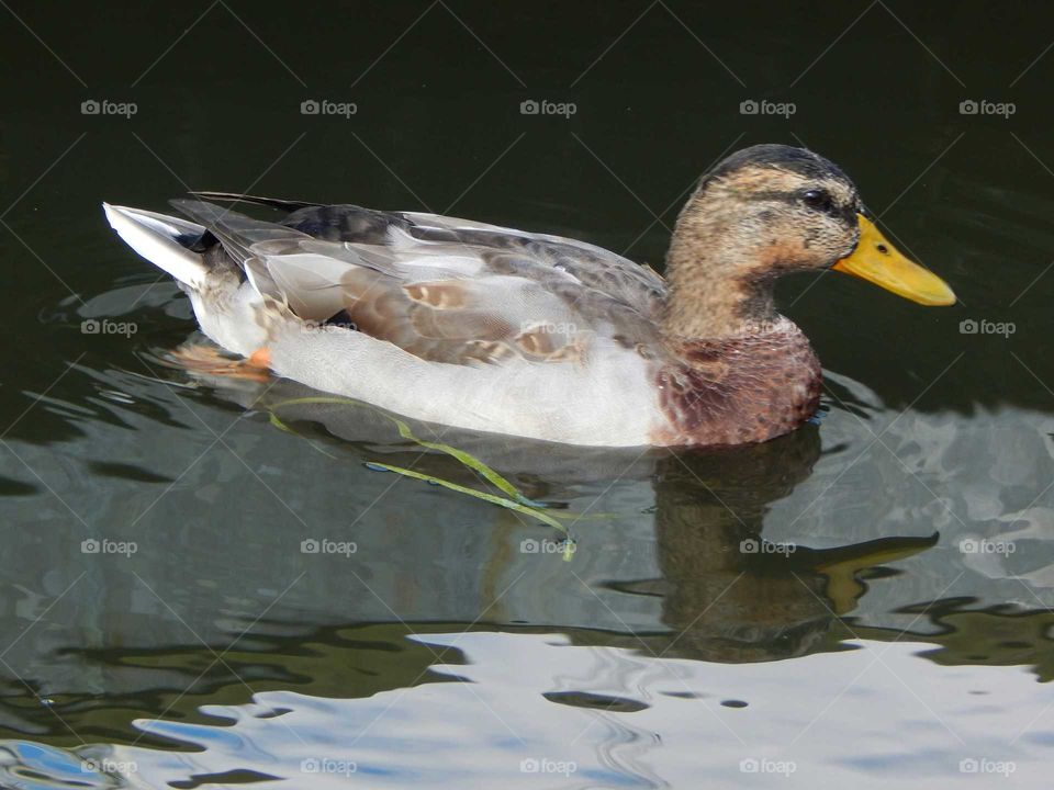 duck afloat