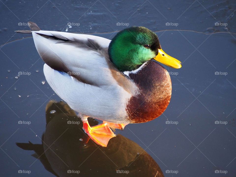 Duck on the ice