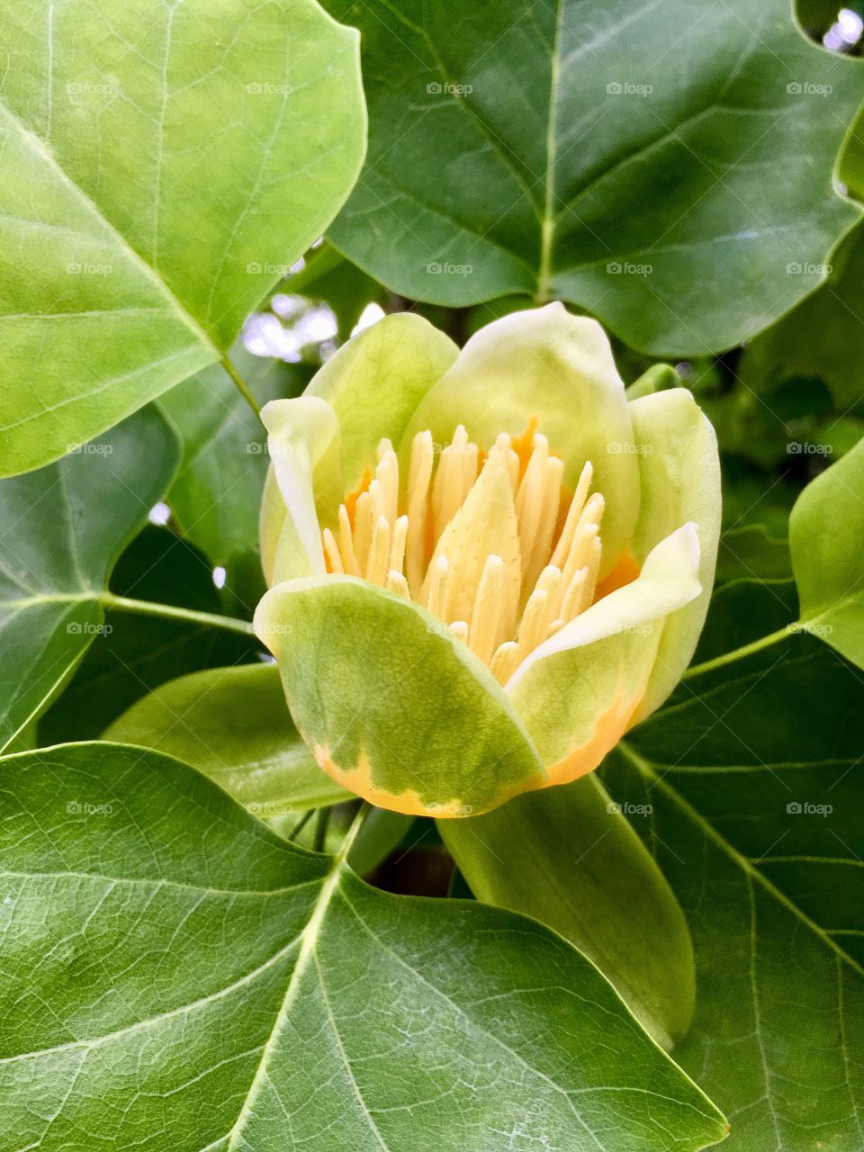 newly bloomed lyriodendron flower