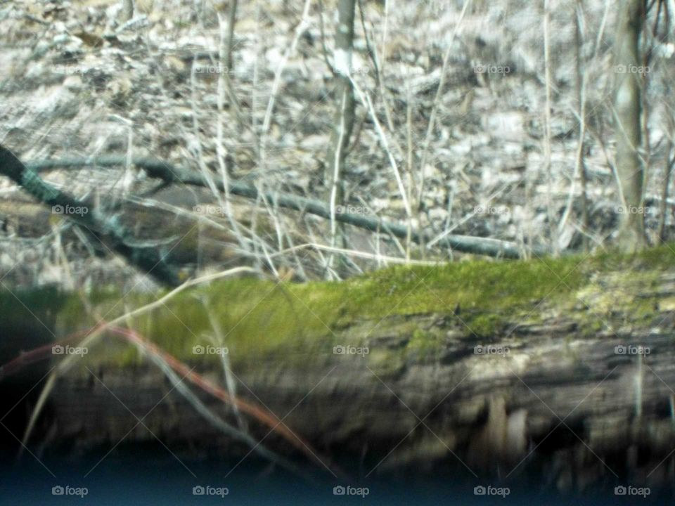 Walking into the woods