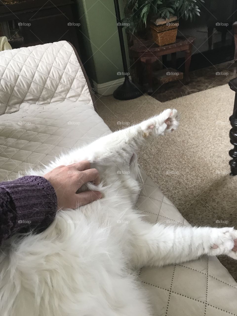 Tummy rub time
