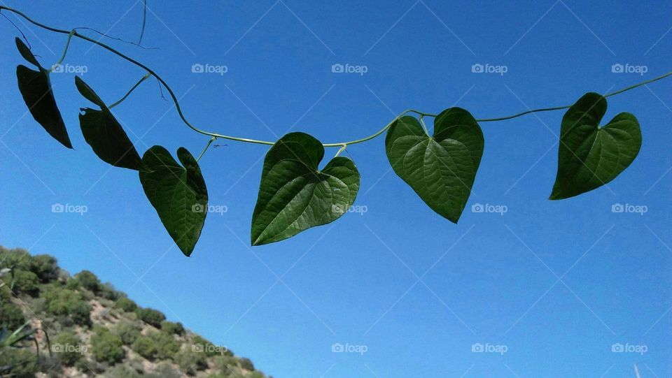 Beautiful Hearts made of  green leaves.