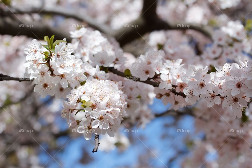 Cherry blossom 