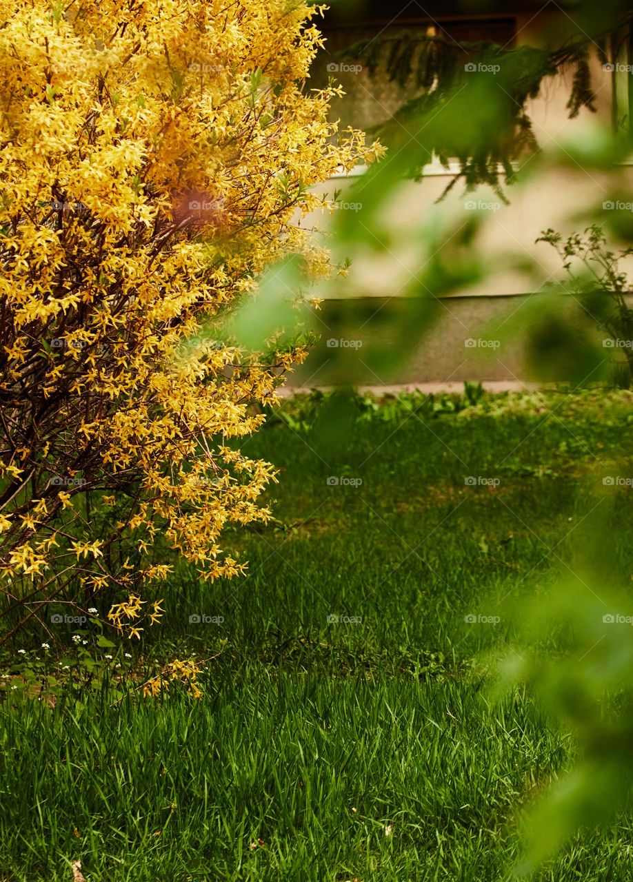 the tree blossomed with the coming of spring