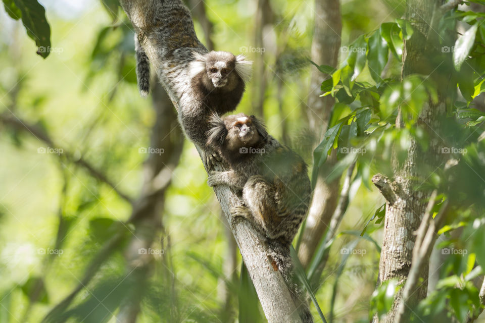 Little monkey in Rio de Janeiro Brazil ( Callithrix penicillata).