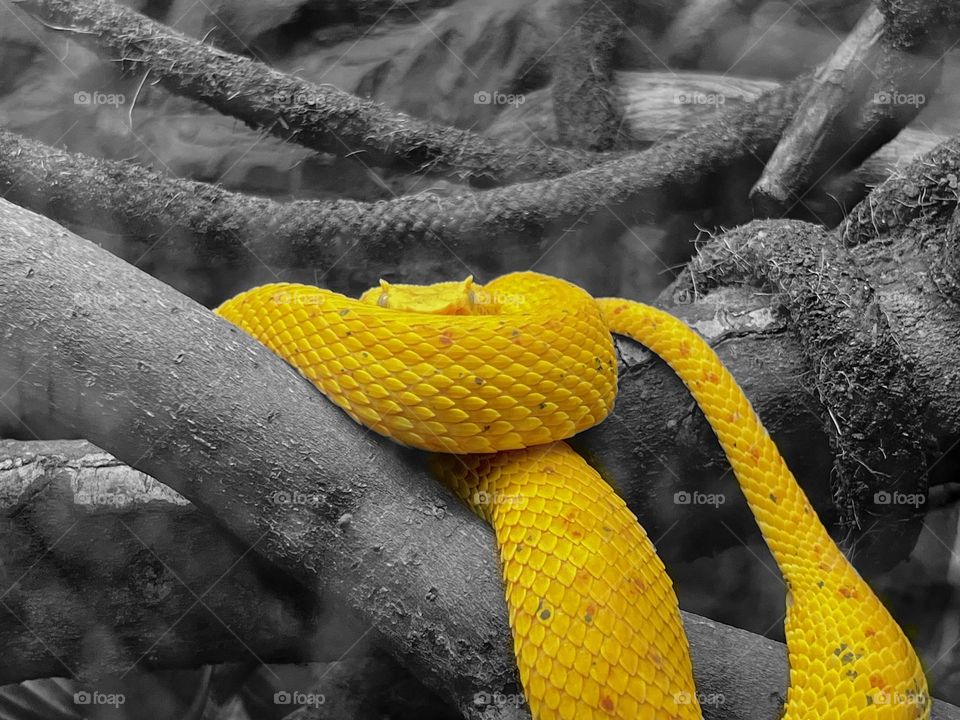 Bright yellow horned viper, lazily and stealthily hides in the branches of a tree. 