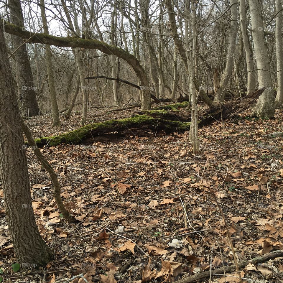 moss on a tree in February 