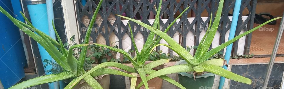 Portrait of aloe vera plants in front of my house