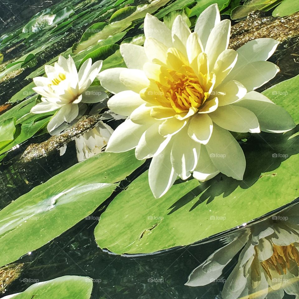 Water lilly flower in the water with lillipads