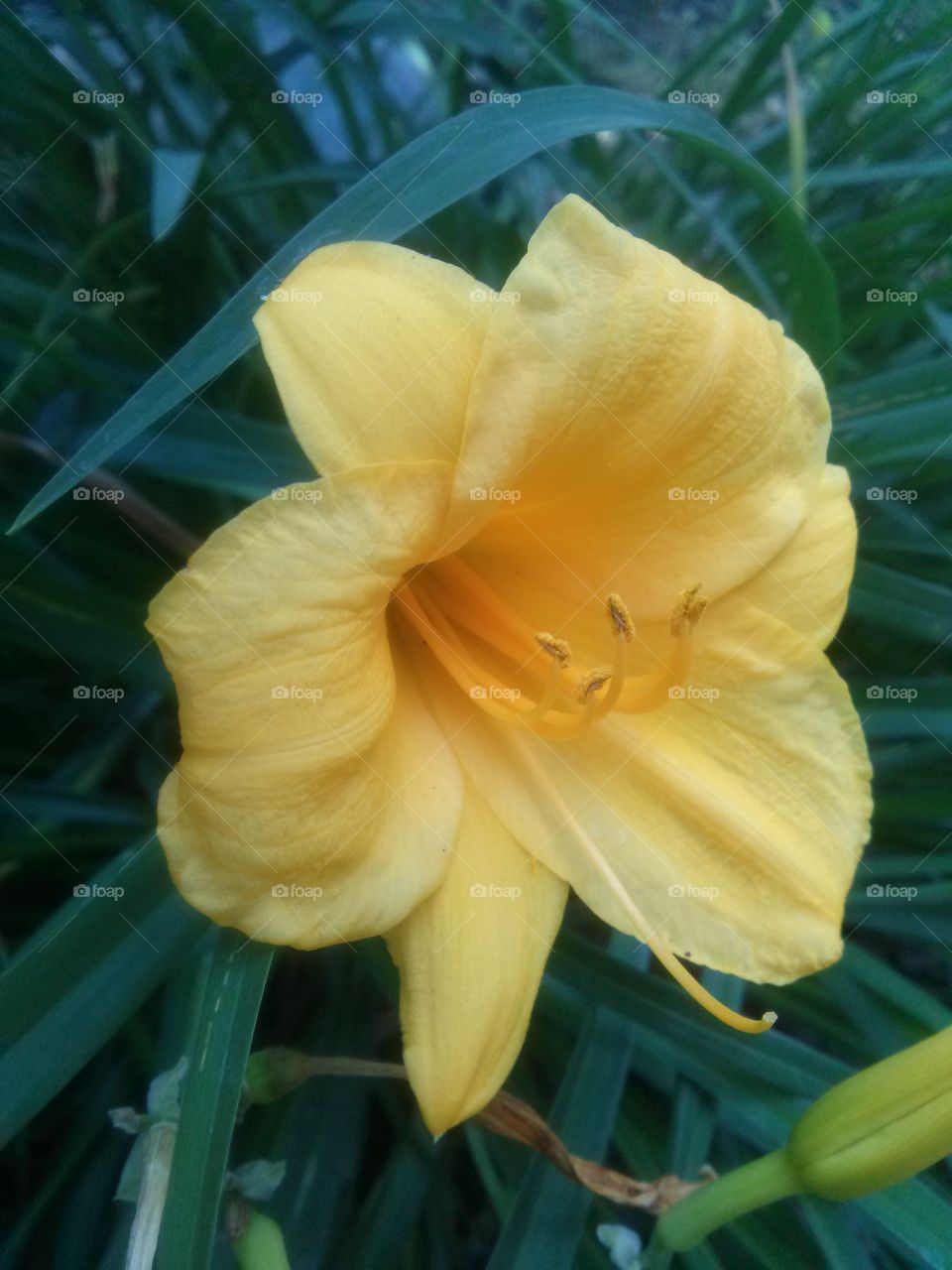 Sunshine and flowers