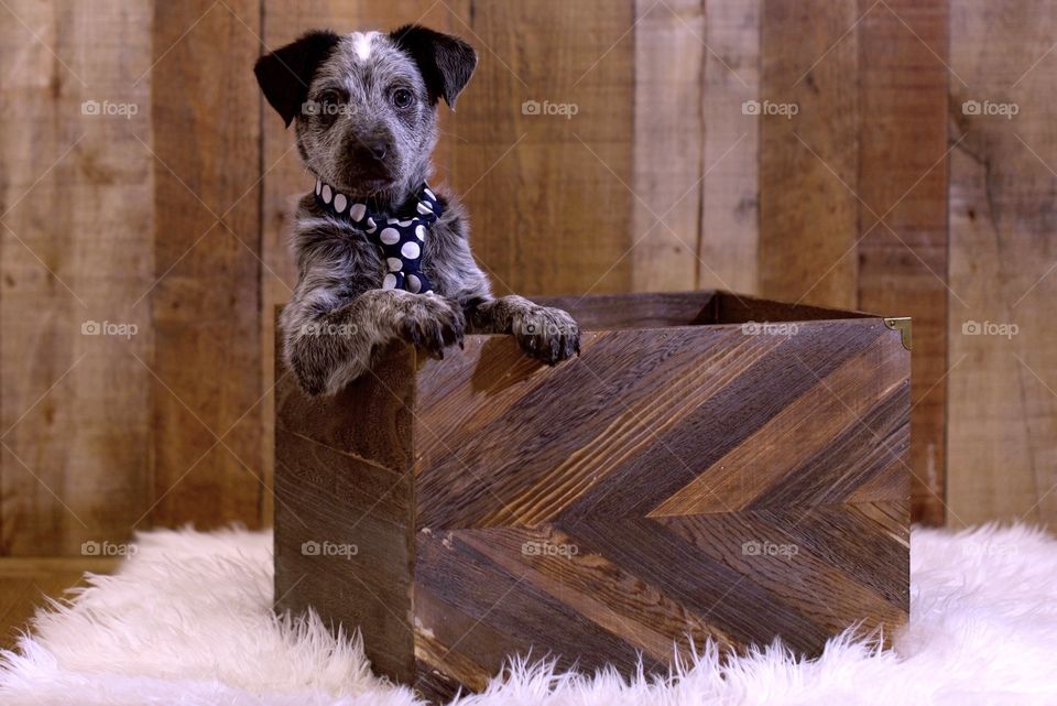 Puppy wearing a tie