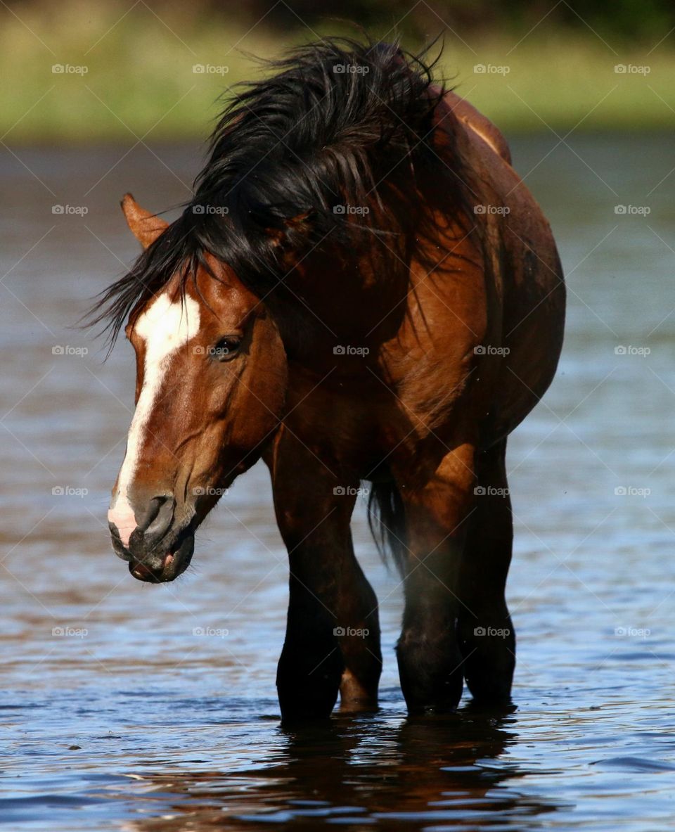 Salt River Wild Horse in Arizona