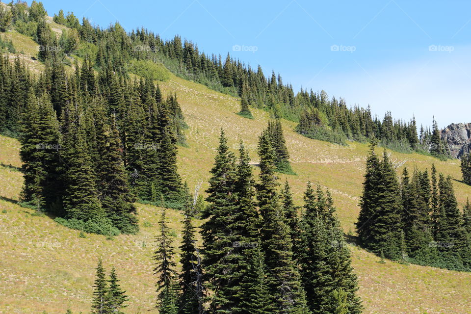 Trees on the mountain