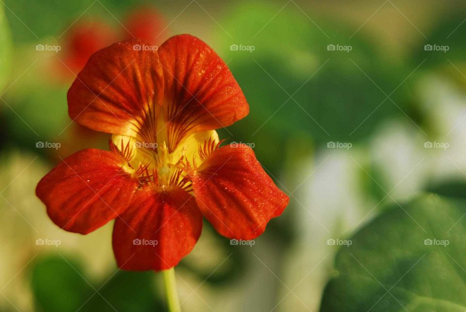 an Orange flower called capuchinha in the garden in a sunny day