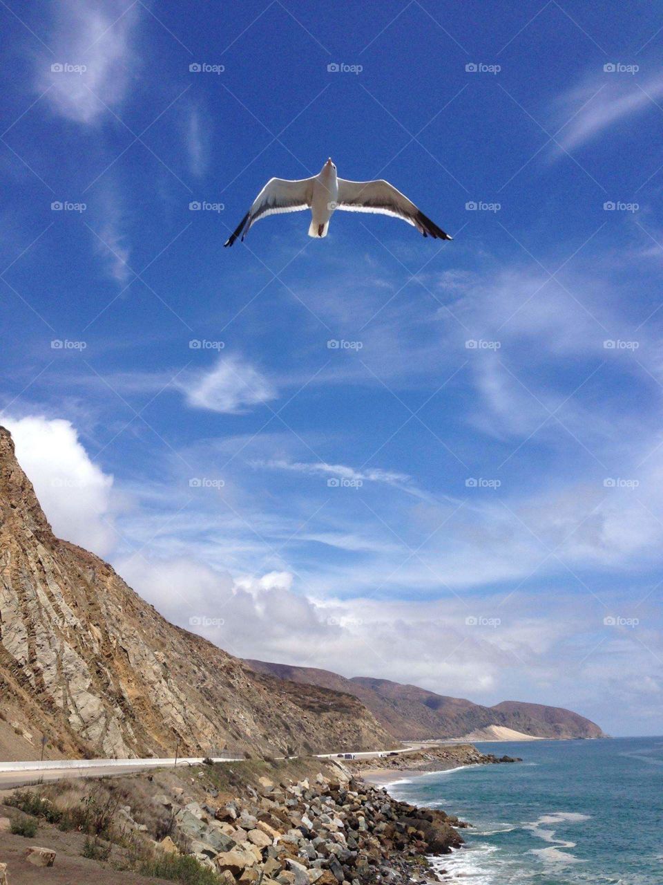 Seagull on California Beach
