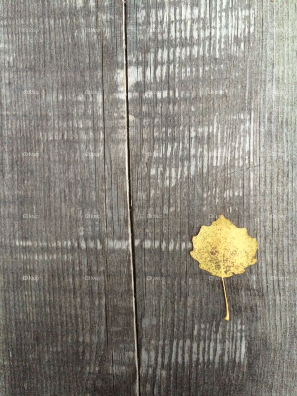 Wood with autumn leaf