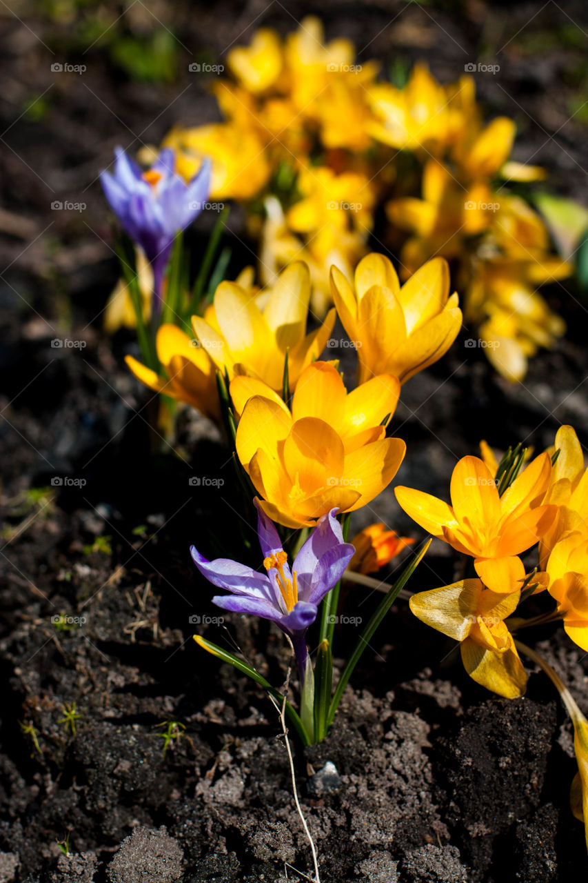 everything blooms on the plot