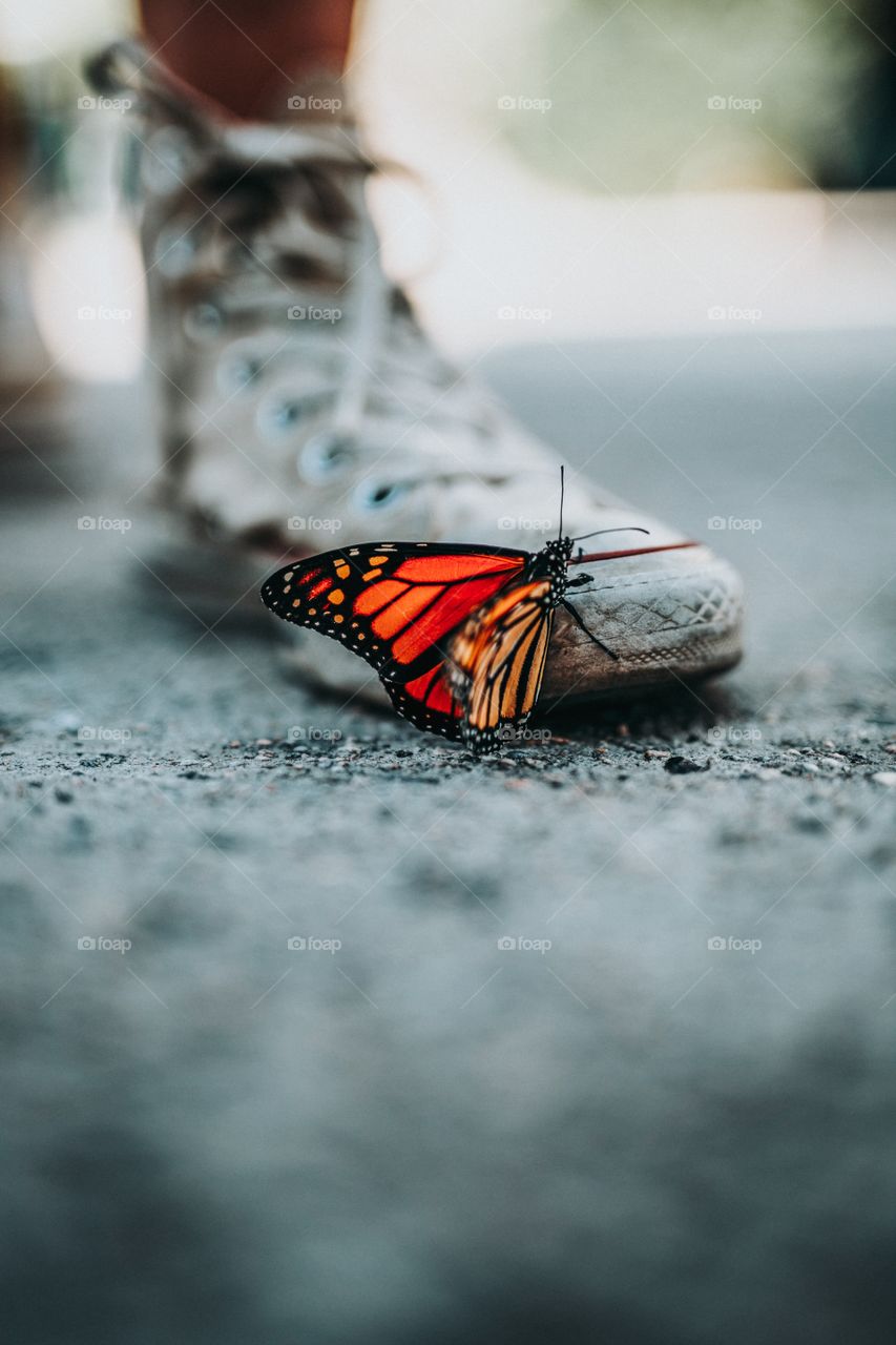 Beautiful butterflies perched on the shoe, and looked very pretty.