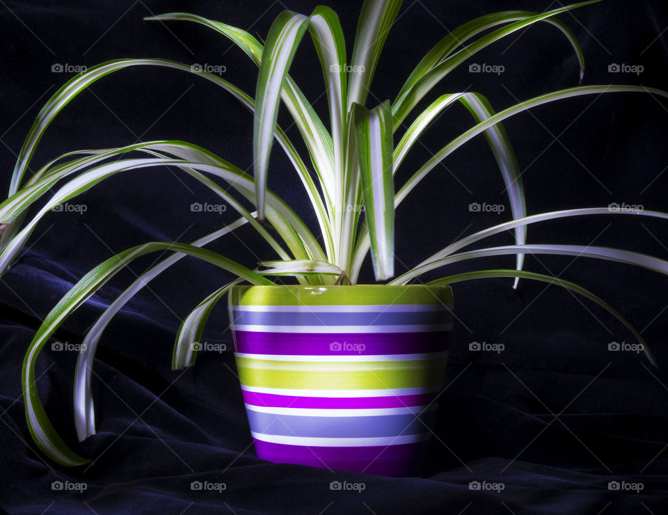 spider plant Clorophytum comosum