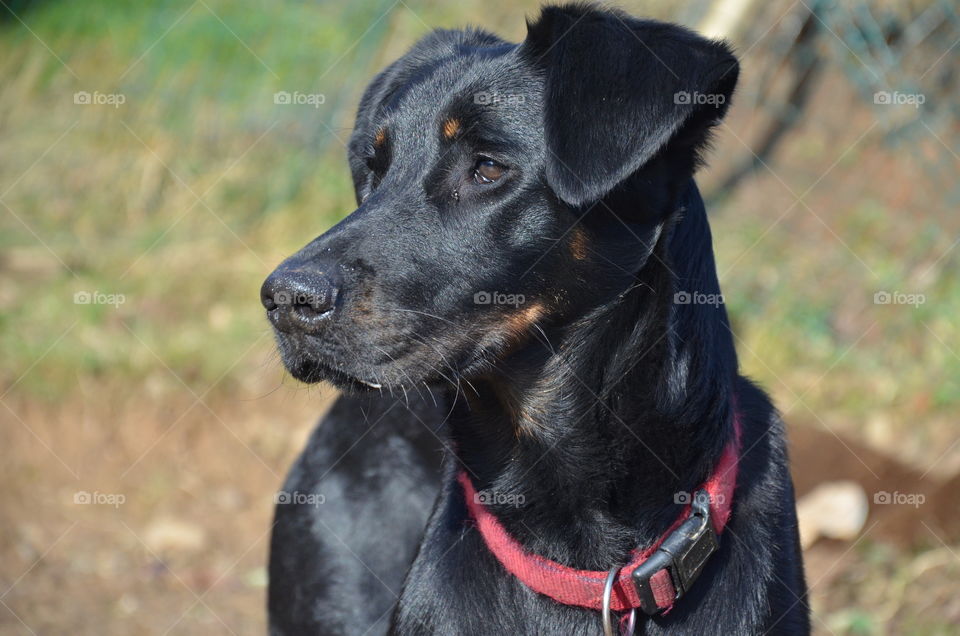 look at my beautiful shiny black haired dog looking at the horizon with his brown eyes
