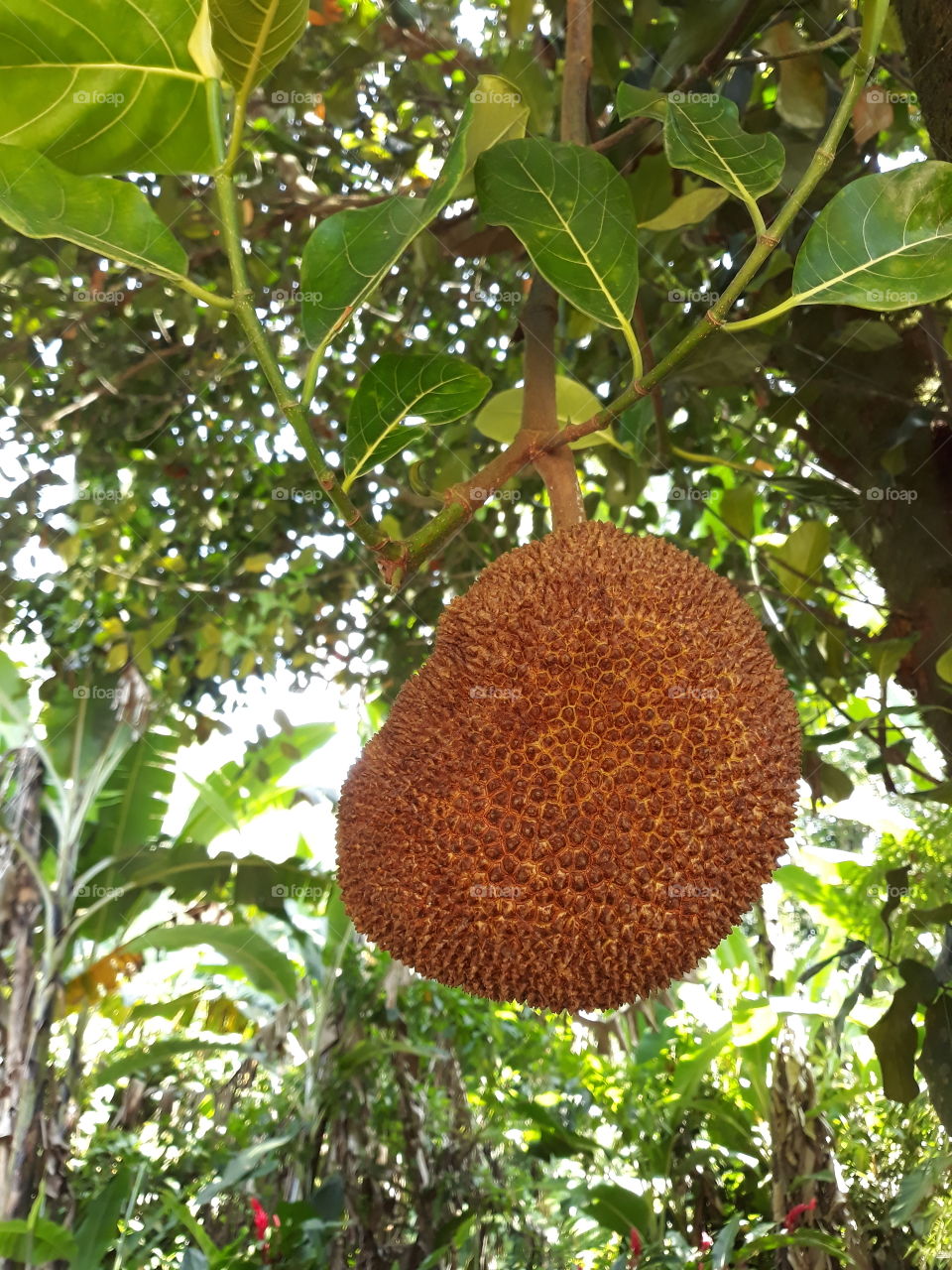 jackfruit