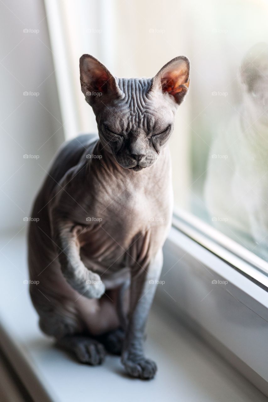 Canadian Sphynx