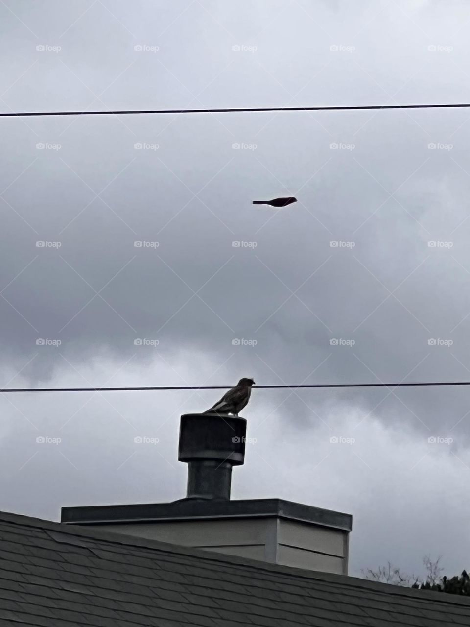 Bird’s flight before the storm 