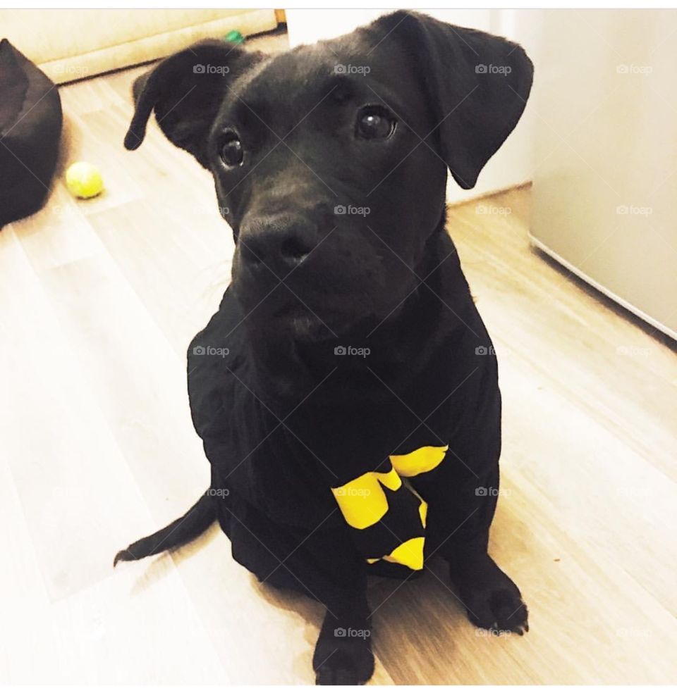 Mans best friend sharing his love for Batman. Peacefully watching and waiting as he glances into the distance to see if that actually is a treat. 