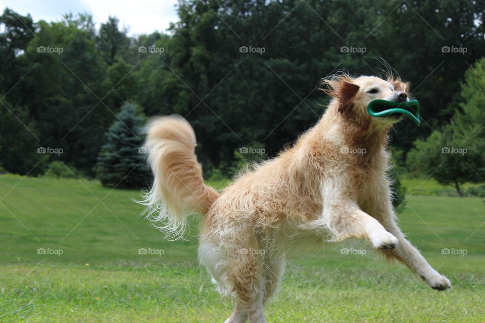 summer frisbee fun in the green grass of home