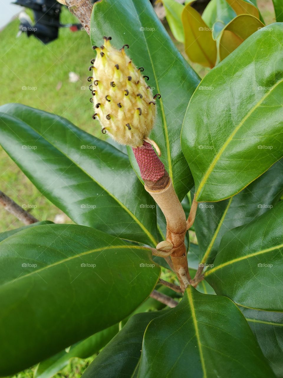 magnolia seeds