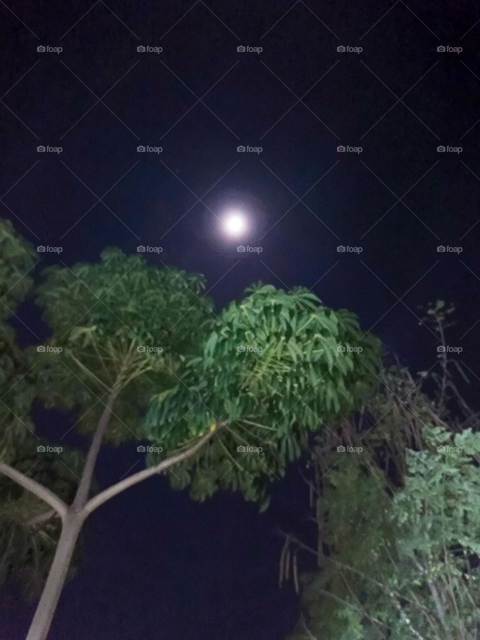 "A quiet moon hangs in the night, casting a soft glow over the silent trees, as if whispering secrets only the leaves can hear."