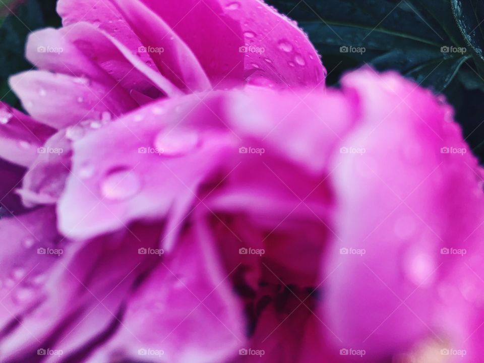 Closeup of beauty flower.Macro photo