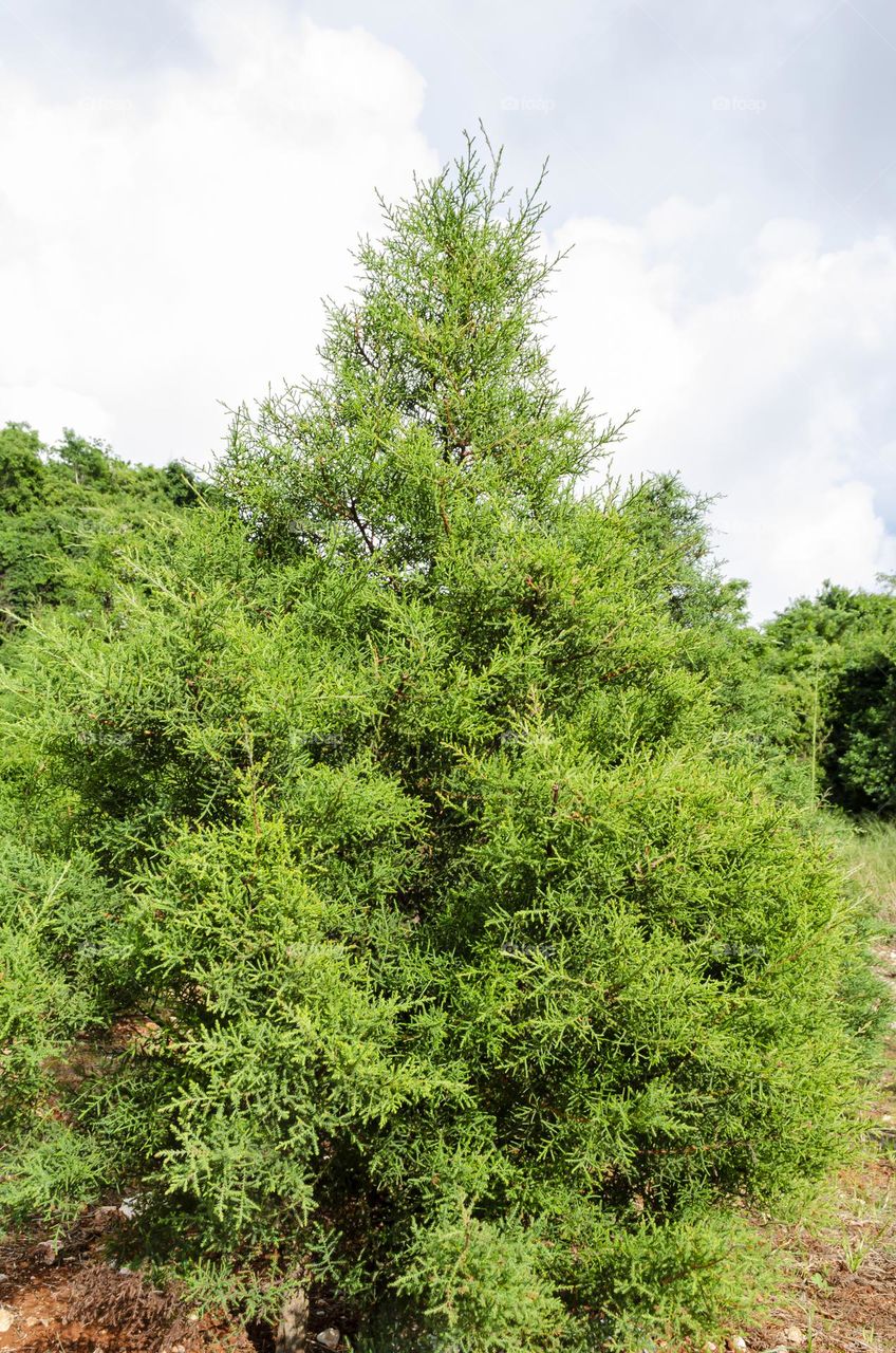 Isolated Conifer Tree